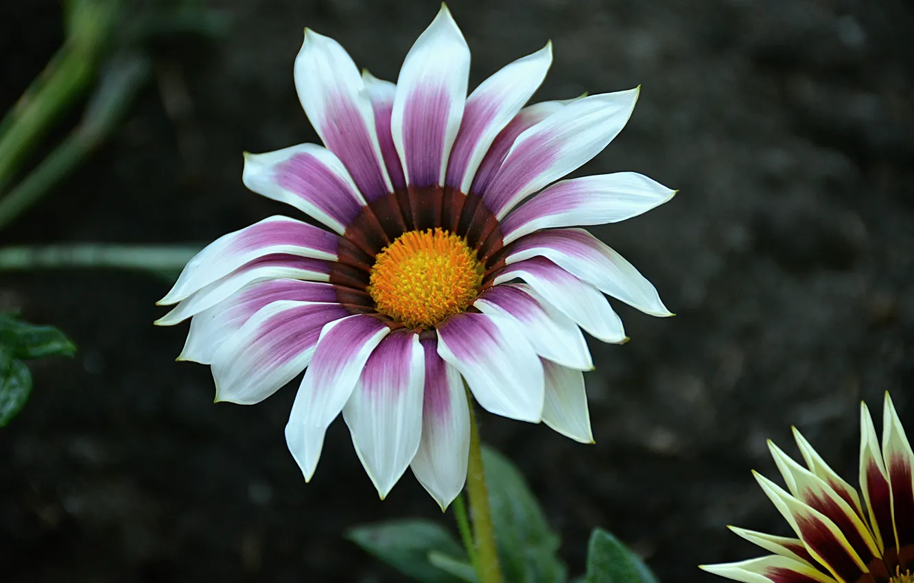 Photo wallpaper macro, flowers, flowers, Gazania