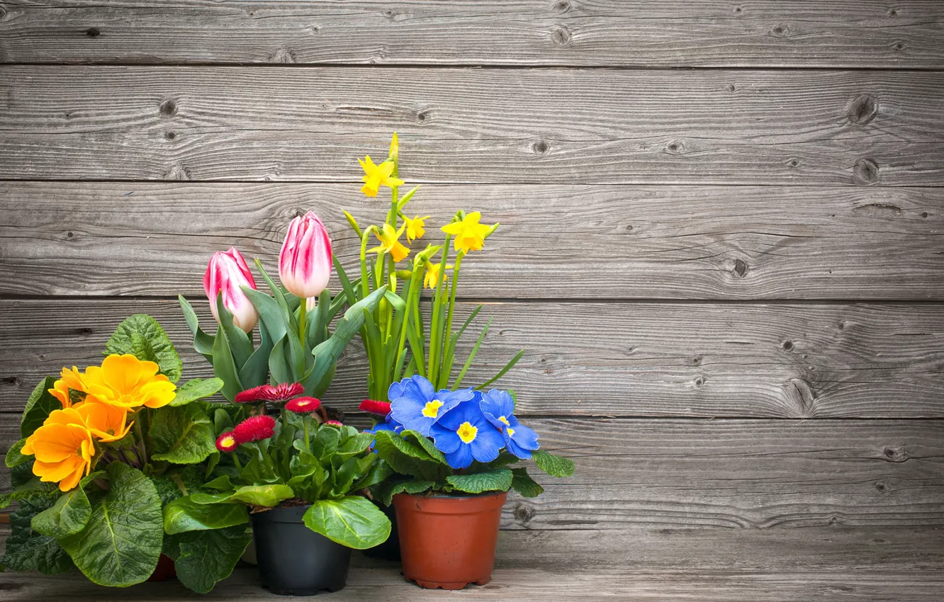 Photo wallpaper flowers, tulips, pots, daffodils, Daisy, Primula