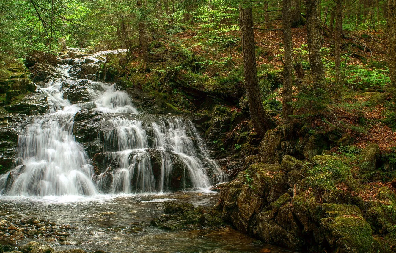 Photo wallpaper greens, forest, trees, waterfall
