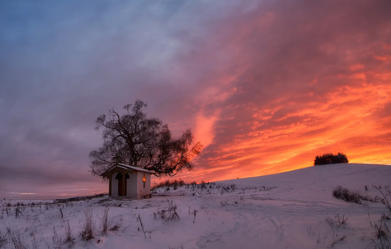 Photo wallpaper winter, field, grass, clouds, snow, flowers, tree, dawn