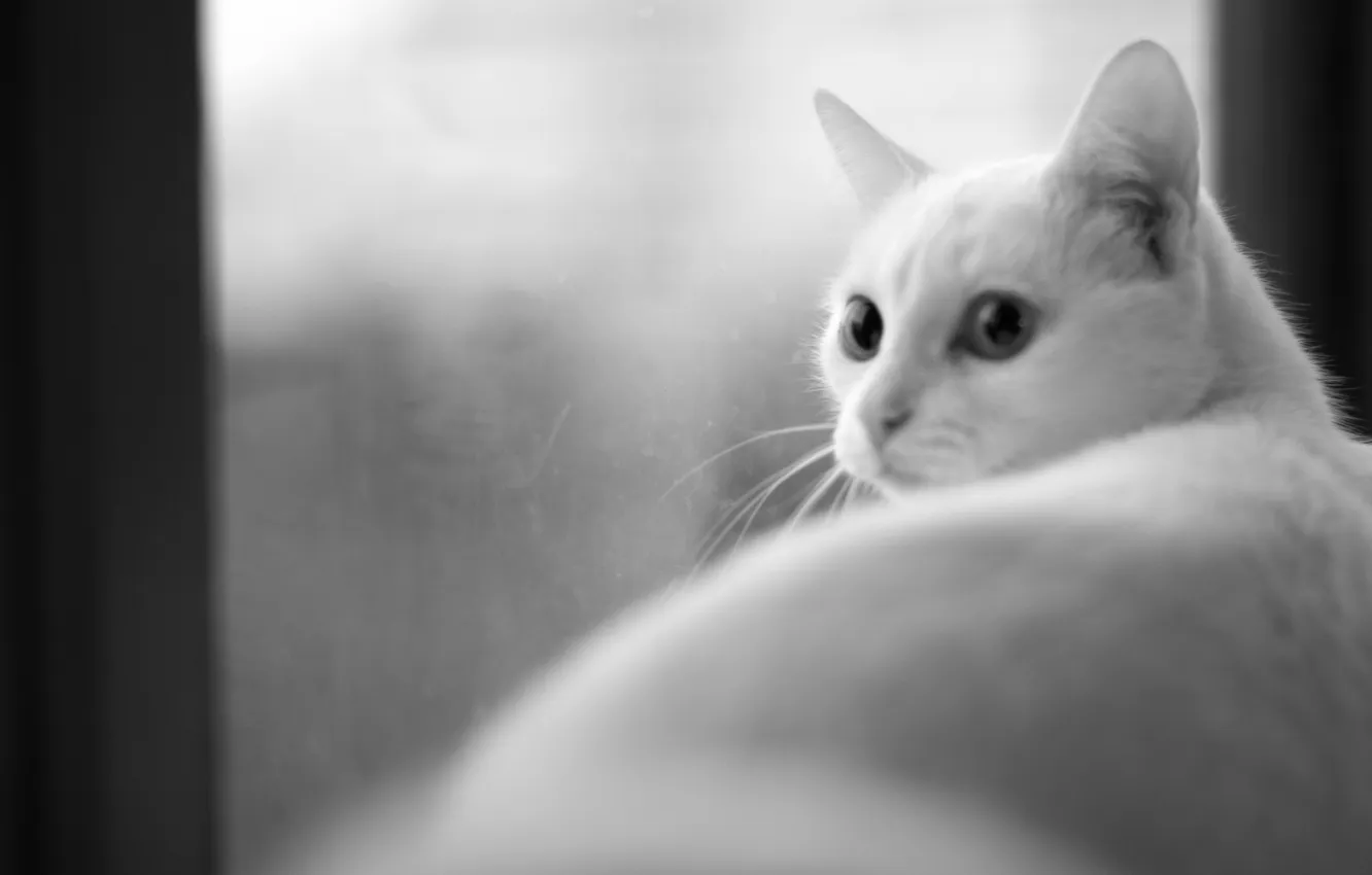 Photo wallpaper cat, window
