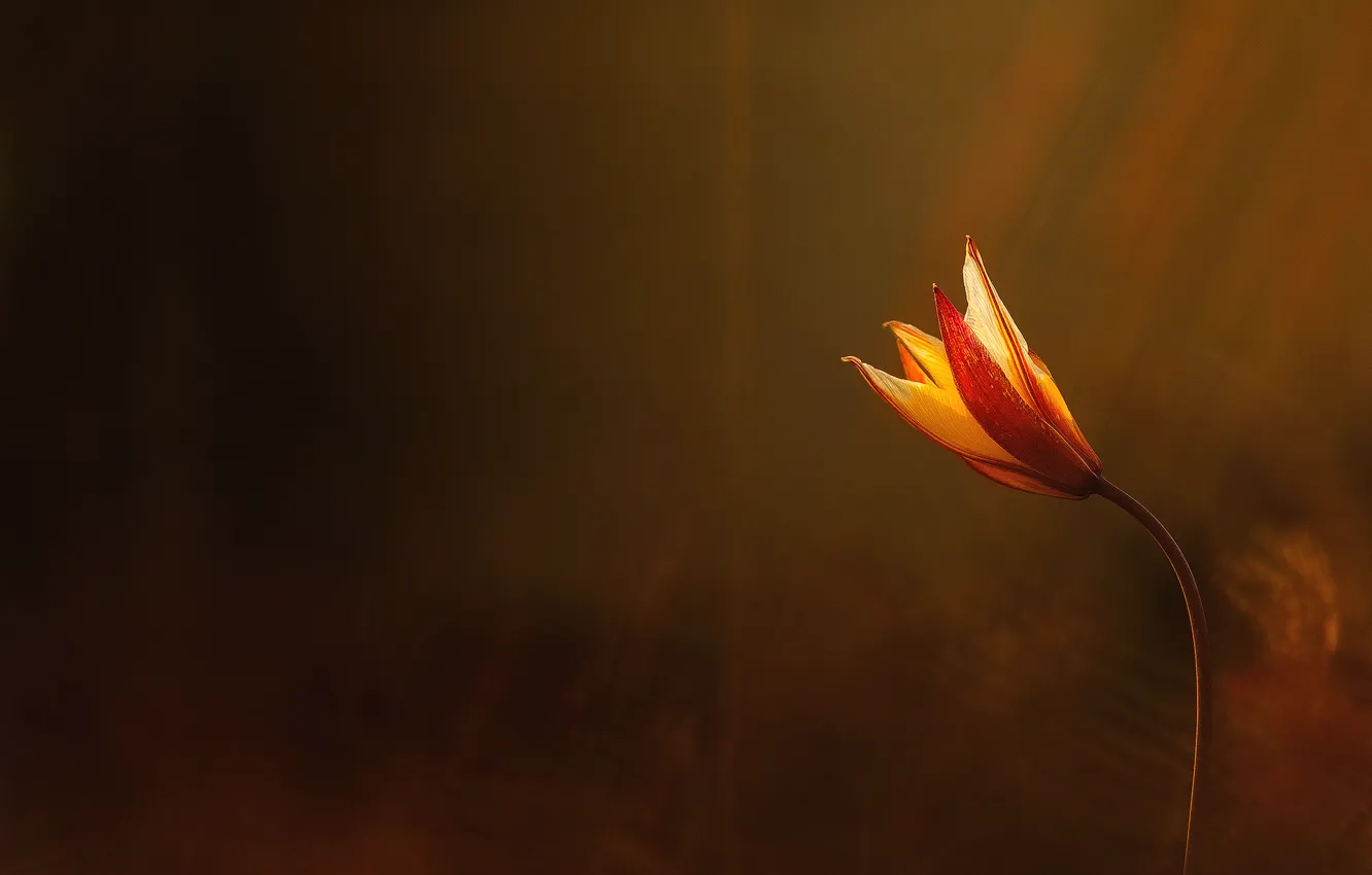 Photo wallpaper flower, light, heat