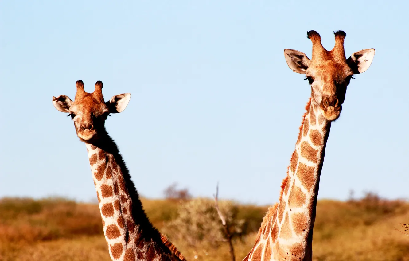 Photo wallpaper Family, Namibia, Africa, wildlife, sunny, Giraffes
