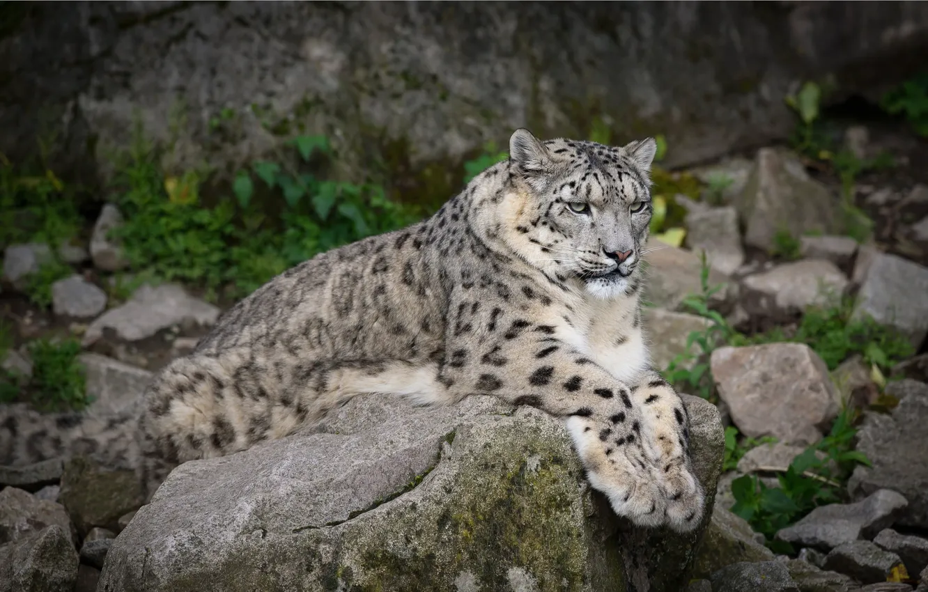Photo wallpaper nature, stones, stay, snow leopard, ibris