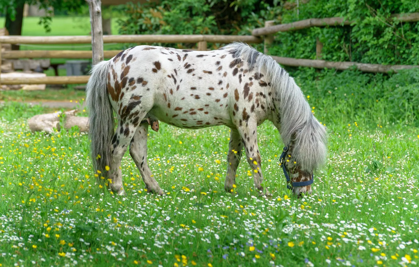 Photo wallpaper grass, horse, glade, horse, pony, spotted, grazing