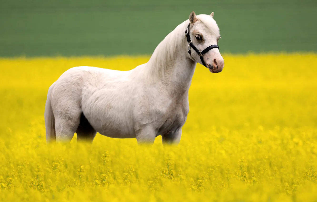 Photo wallpaper white, flowers, horse, horse, pony, rape, harness, rapeseed field