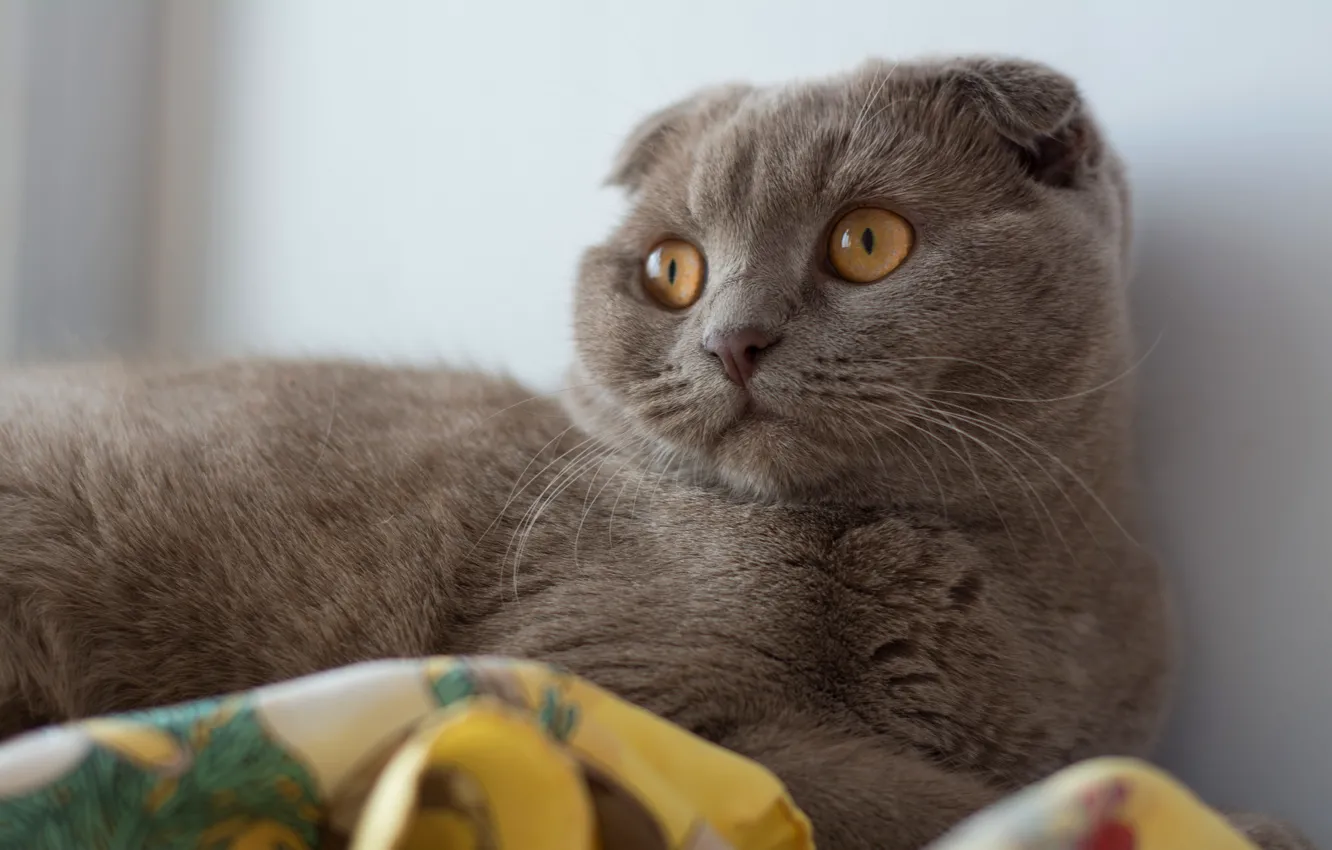 Photo wallpaper cat, cat, look, face, grey, portrait, fold, British