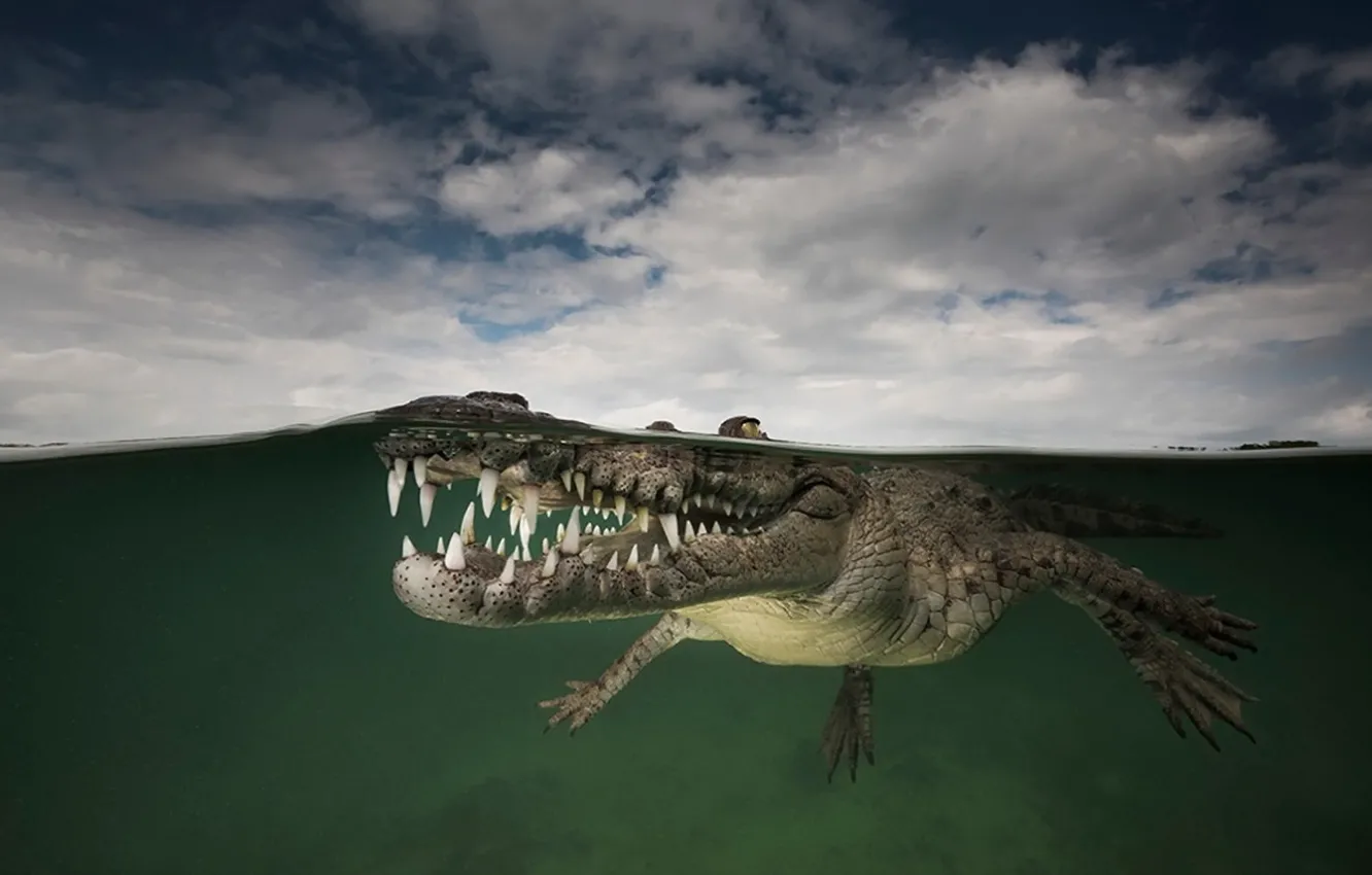 Photo wallpaper water, nature, crocodile