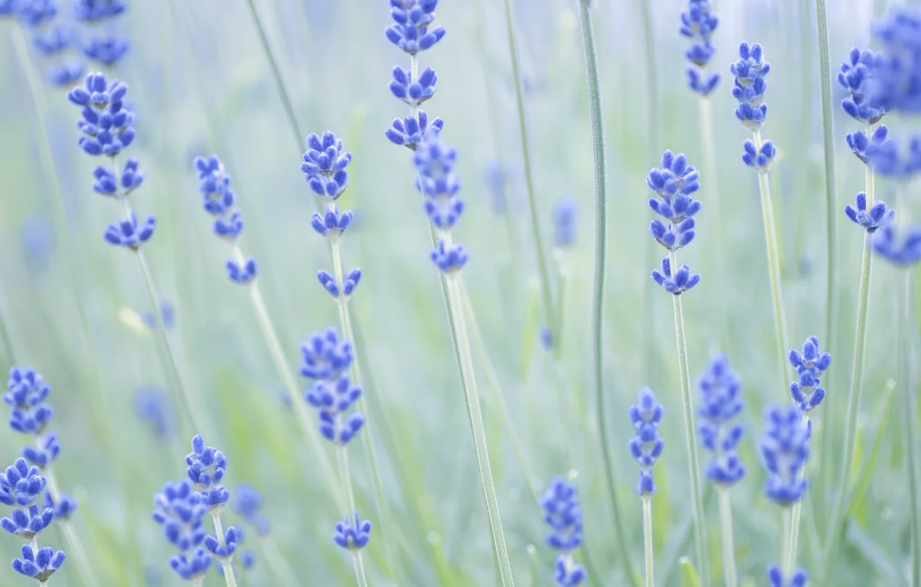 Photo wallpaper macro, flowers, nature, stems, focus, blur, lavender