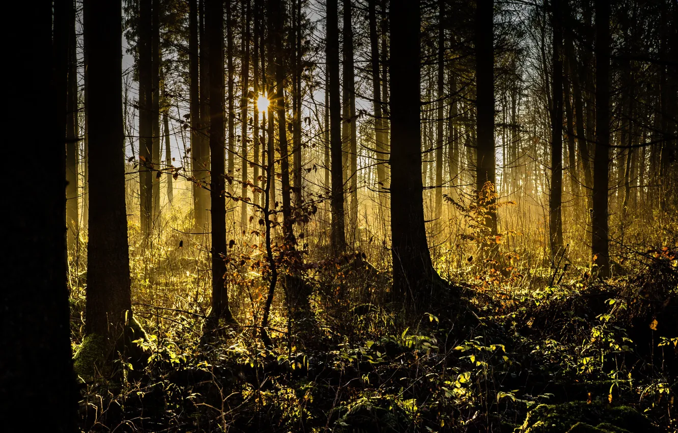 Photo wallpaper forest, trees, sunlight