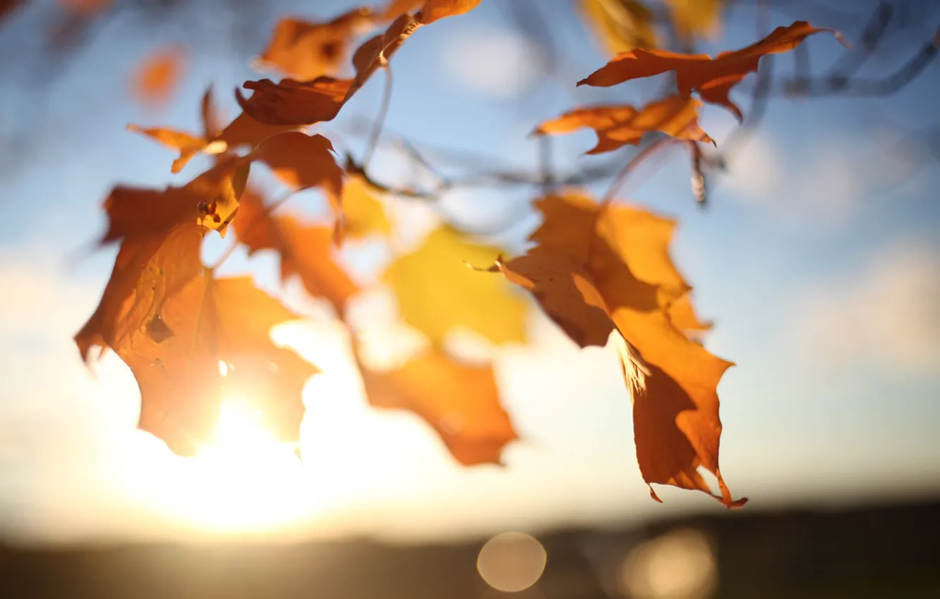 Photo wallpaper autumn, the sky, leaves, the sun, light, branches, glare, tree