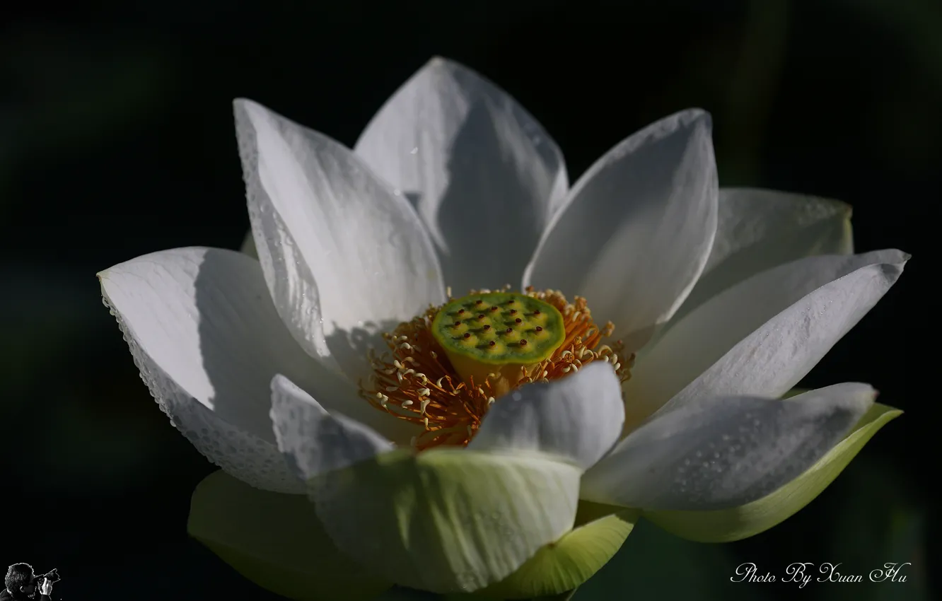 Photo wallpaper Flower, White, Lotus