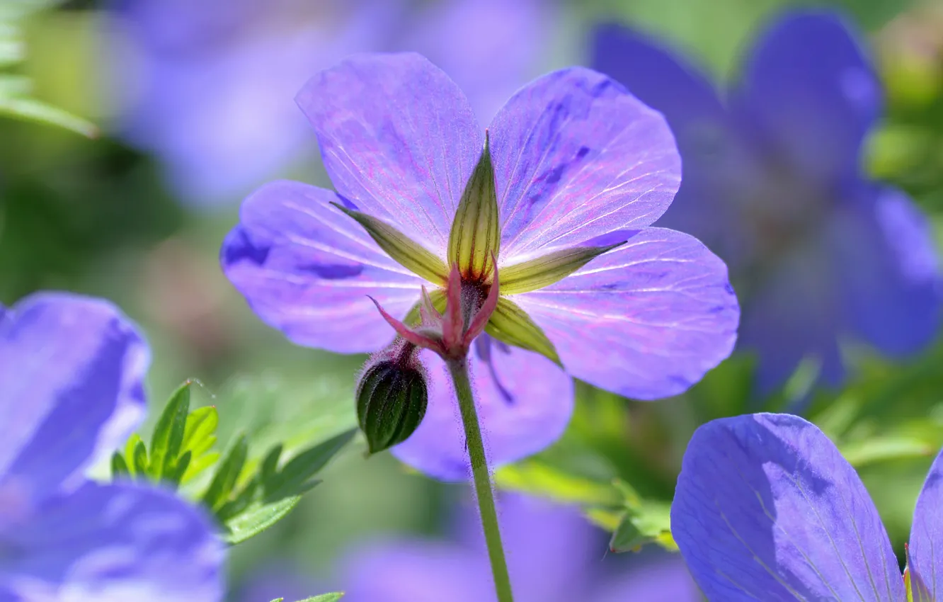 Photo wallpaper macro, petals, geranium