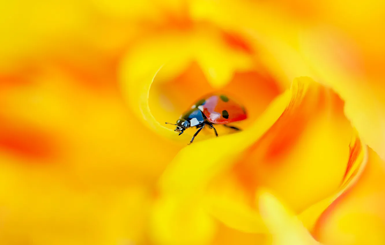 Photo wallpaper flower, macro, orange, yellow, red, background, ladybug, beetle