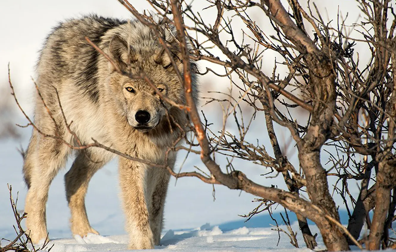Photo wallpaper nature, predator, animal, wolf, wildlife, portrait, portrait., Canis lupus. face