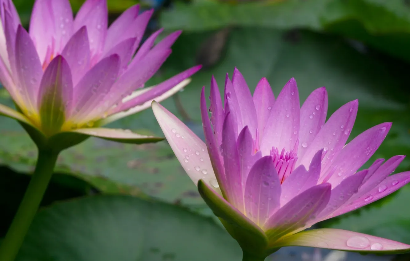 Photo wallpaper drops, macro, petals, lilac, Nymphaeum, water Lily