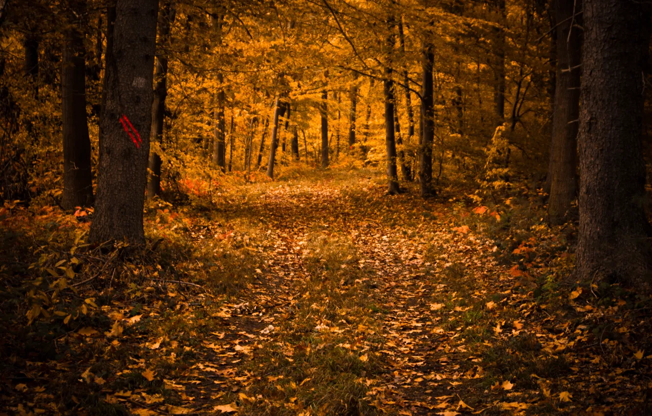 Photo wallpaper forest, leaves, trees, nature, Autumn, falling leaves