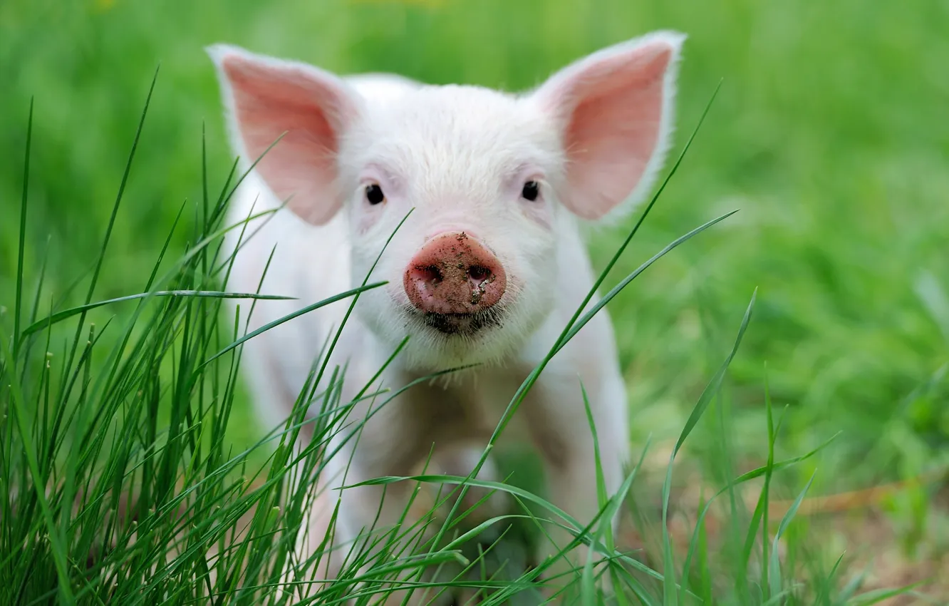 Photo wallpaper grass, nature, pig, face, pig, pig, Piglet, pig