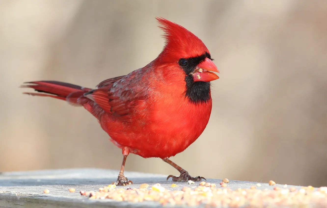 Photo wallpaper bird, color, feathers, beak, cardinal
