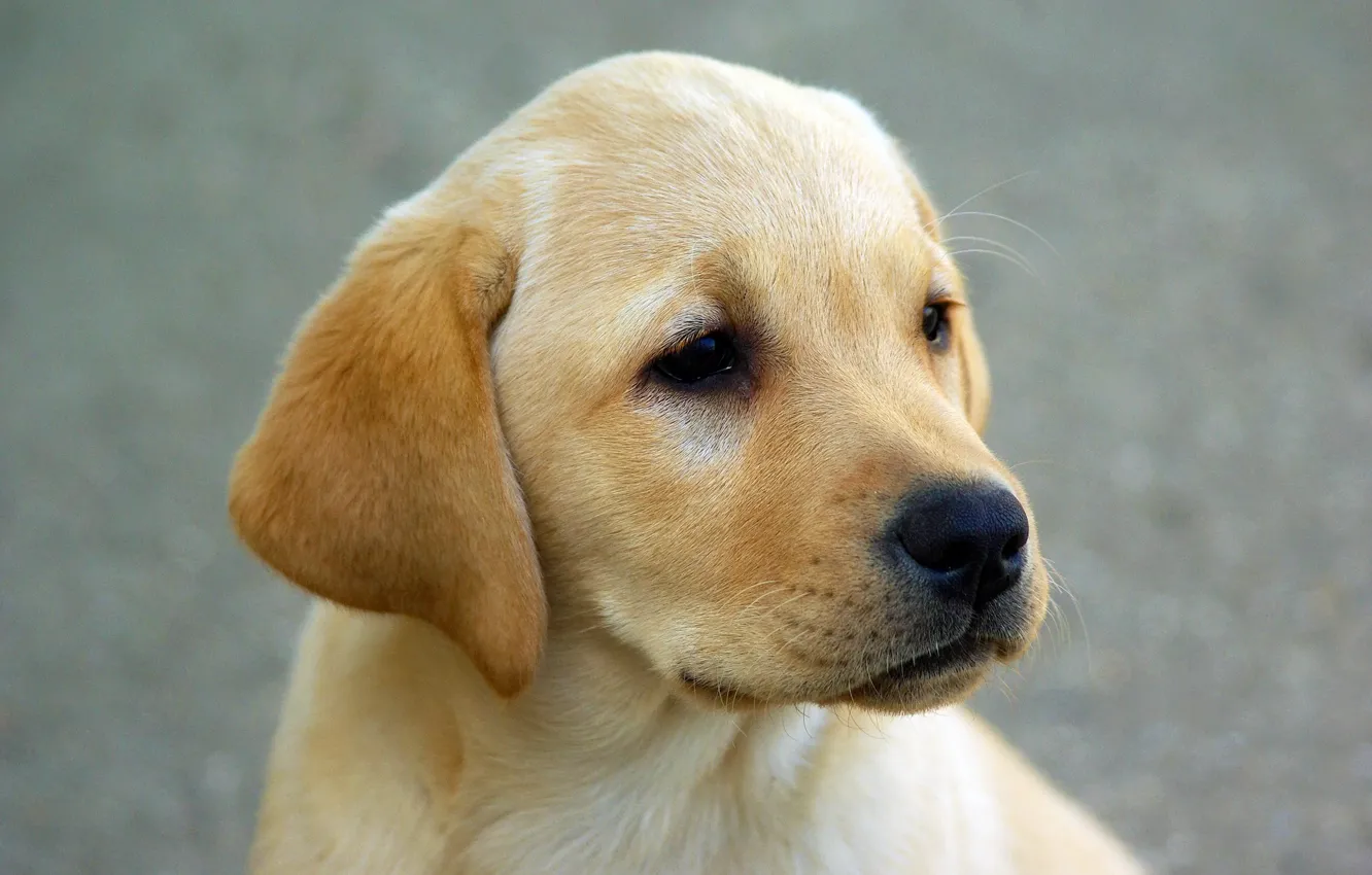 Photo wallpaper look, dog, muzzle, puppy, ears, Labrador