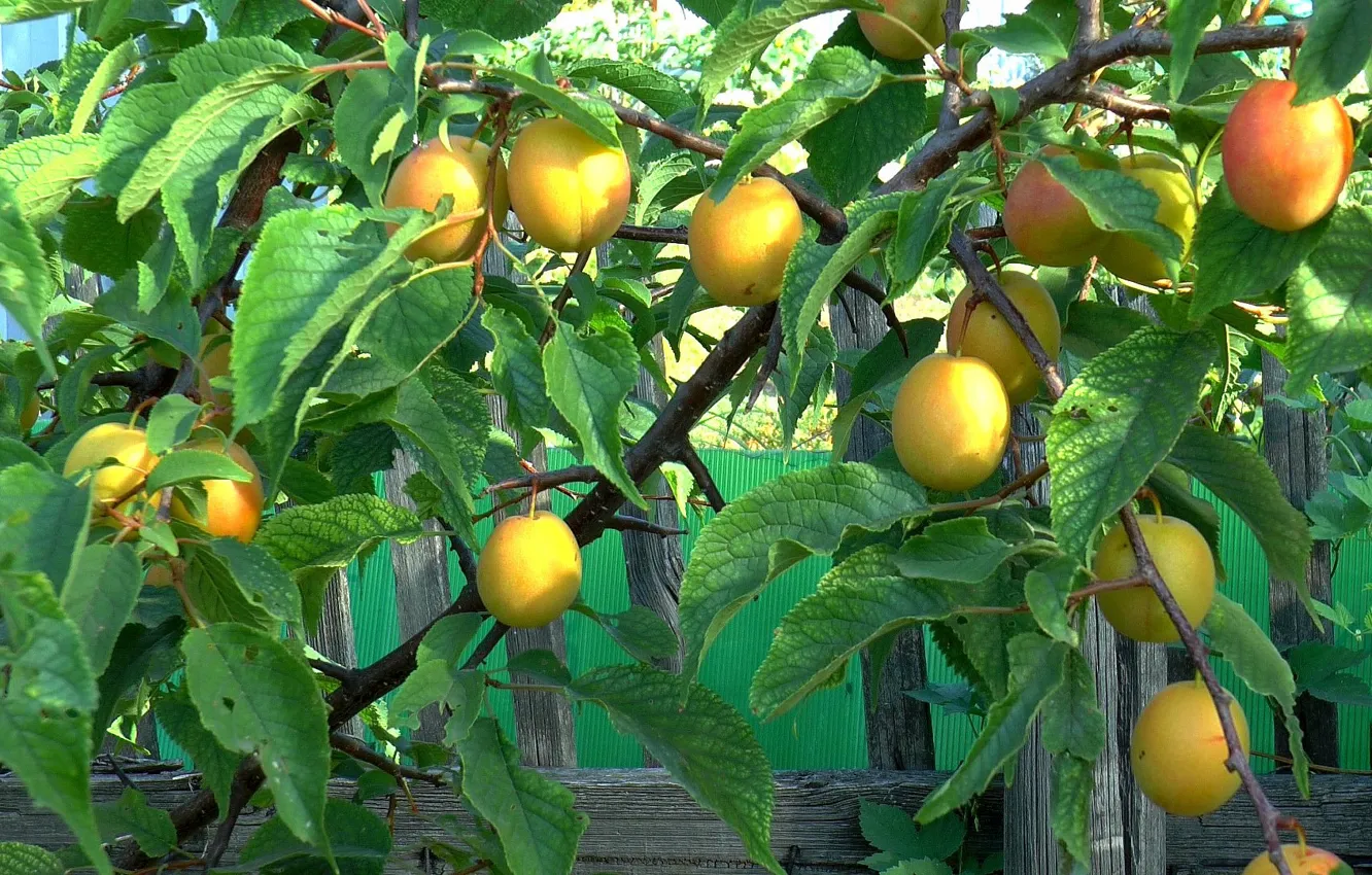 Photo wallpaper summer, plum, plum, August