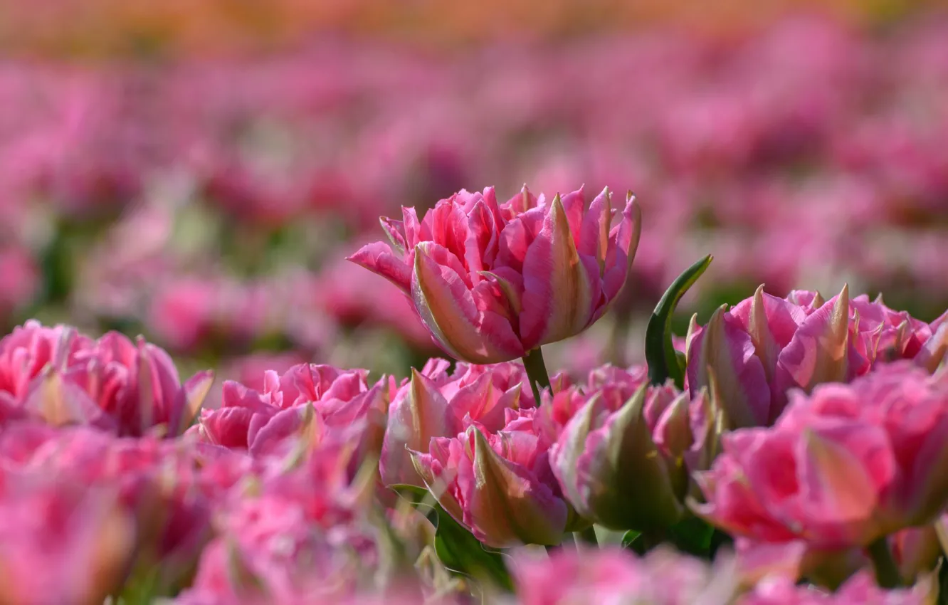 Photo wallpaper flowers, pink, spring, tulips, flowering