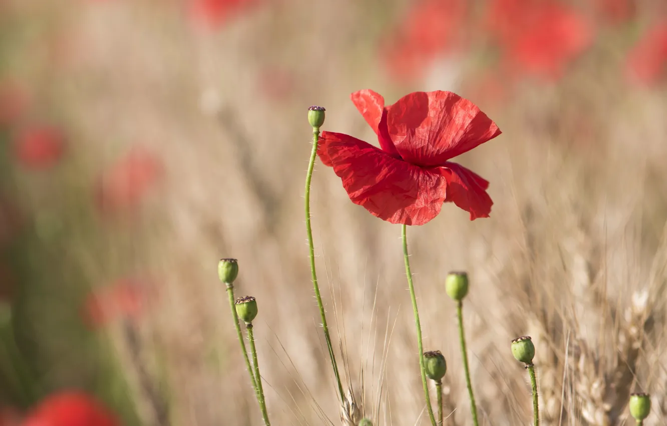 Photo wallpaper field, flowers, red, rye, Maki, ears, rye field