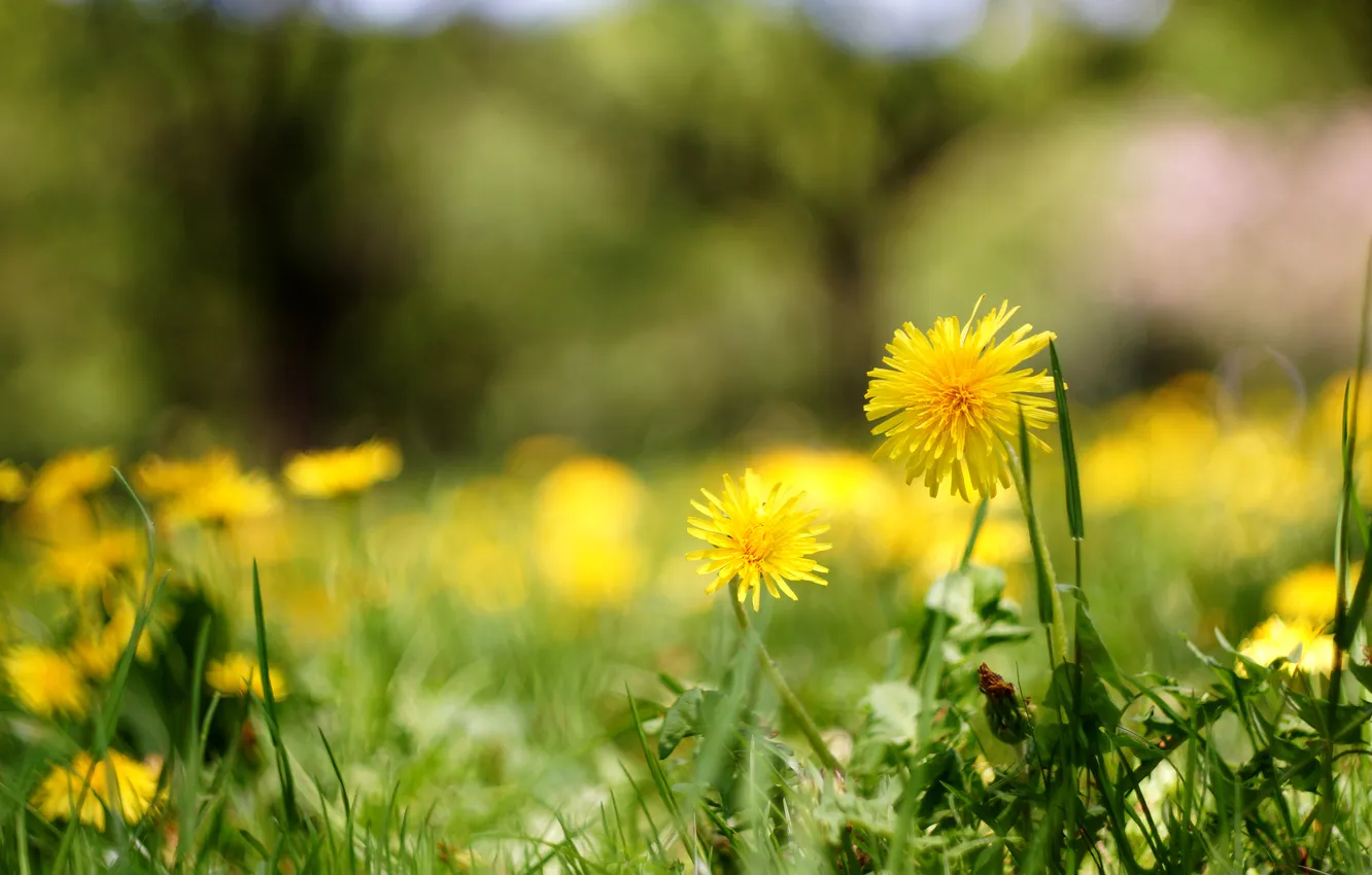 Photo wallpaper greens, field, grass, light, flowers, glade, spring, yellow