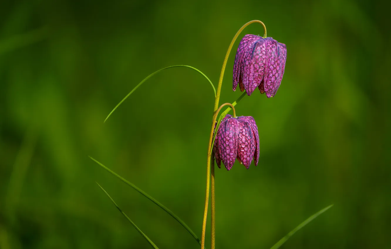 Photo wallpaper greens, summer, flowers, Grouse chess