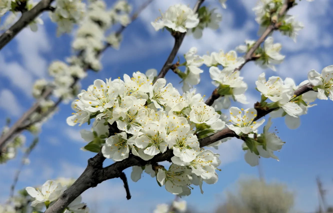Photo wallpaper the sky, trees, flowers, branches, spring, spring 2024