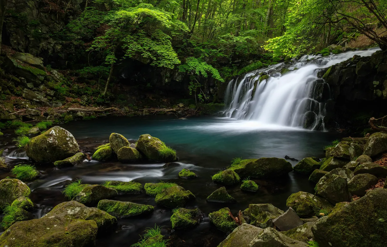 Photo wallpaper greens, forest, summer, water, stones, vegetation, waterfall, stream