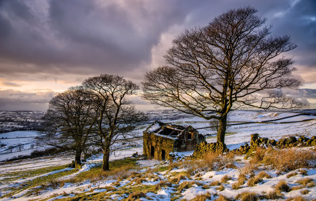 Photo wallpaper winter, trees, nature, home