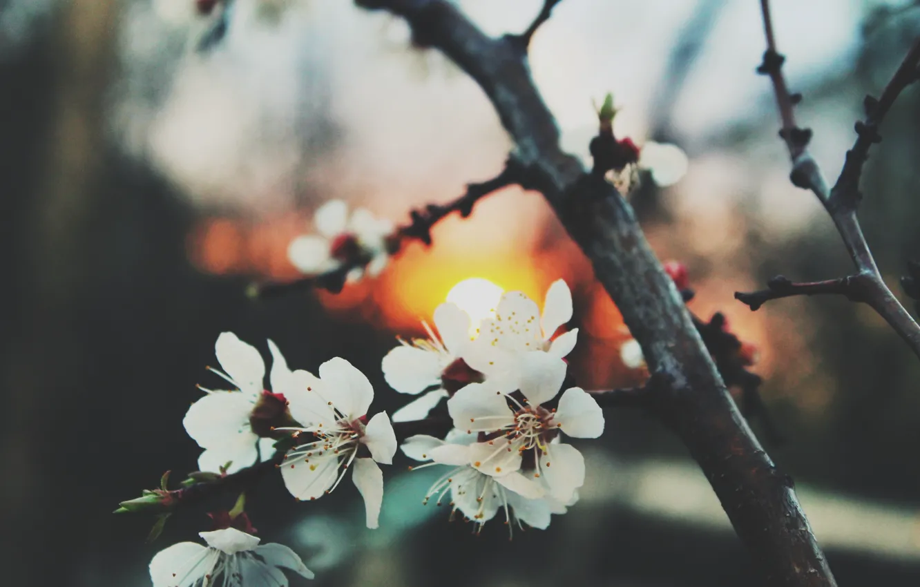 Photo wallpaper sunset, spring, blooms, abiko