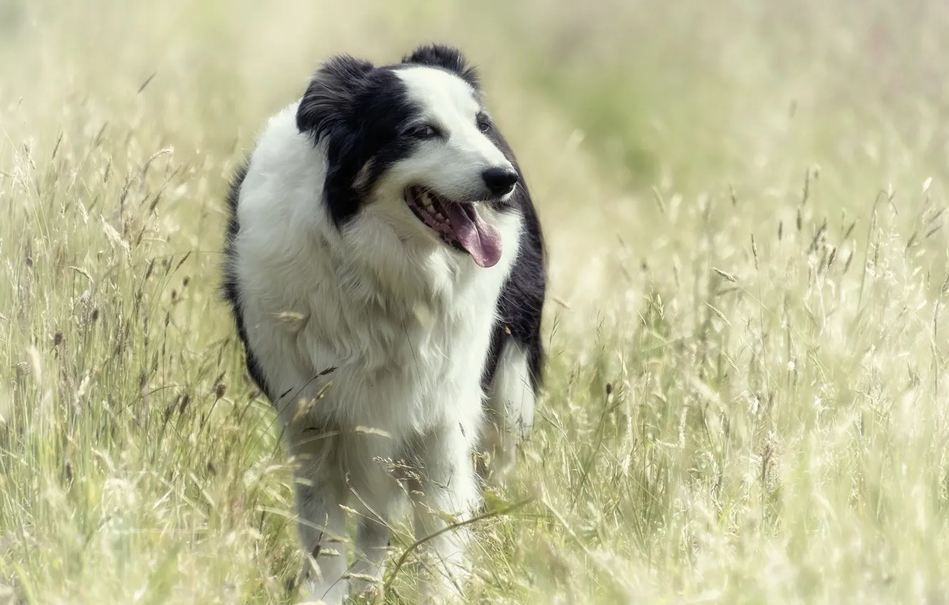 Photo wallpaper look, each, dog