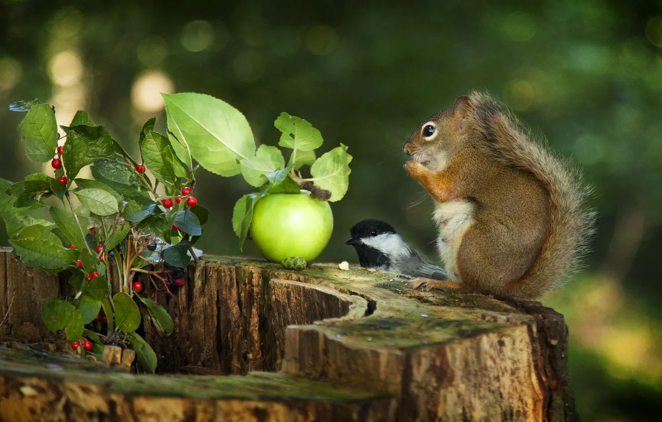 Photo wallpaper nature, berries, bird, apples, stump, protein, tit