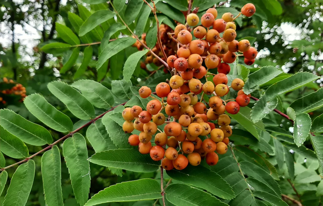 Photo wallpaper fruit, Rowan, Tree