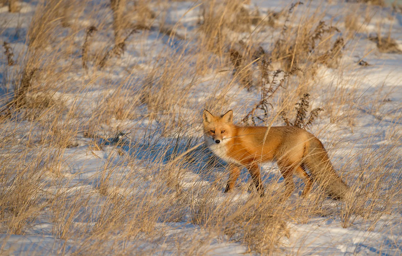 Photo wallpaper fox, winter, snow, shadow, wildlife, sunligt