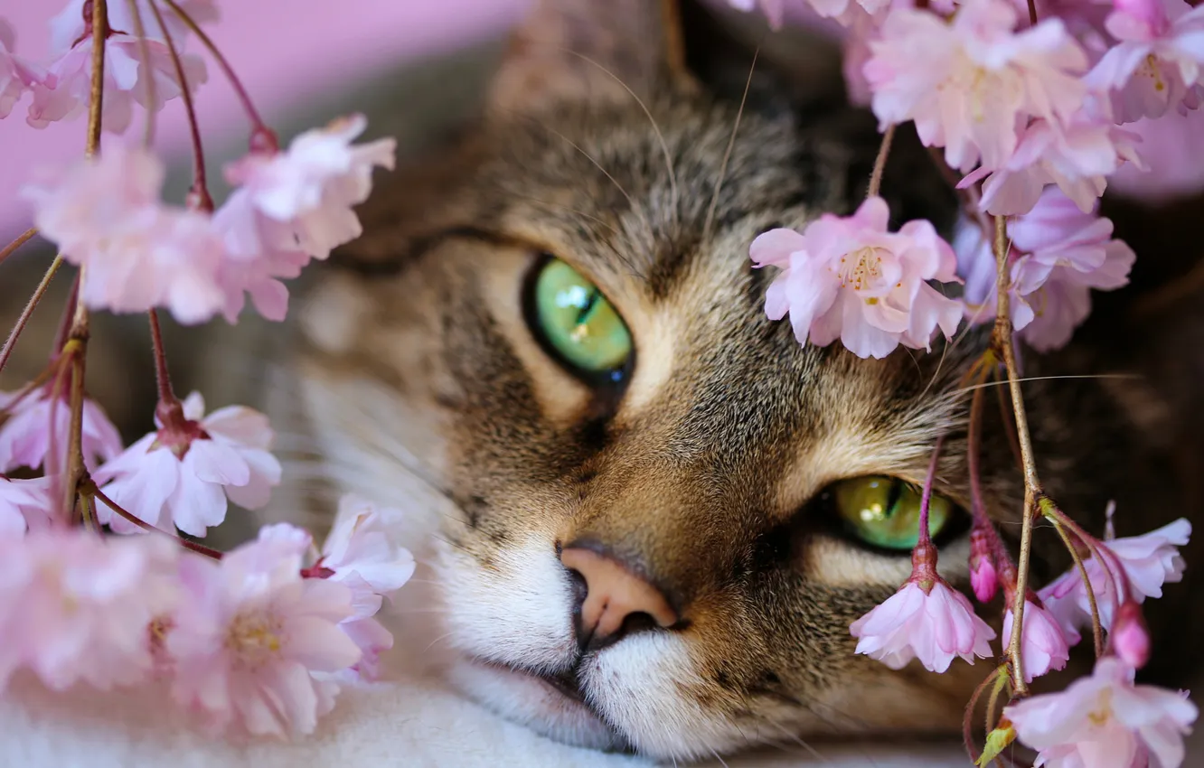 Photo wallpaper cat, cat, look, flowers, branches, pose, grey, portrait