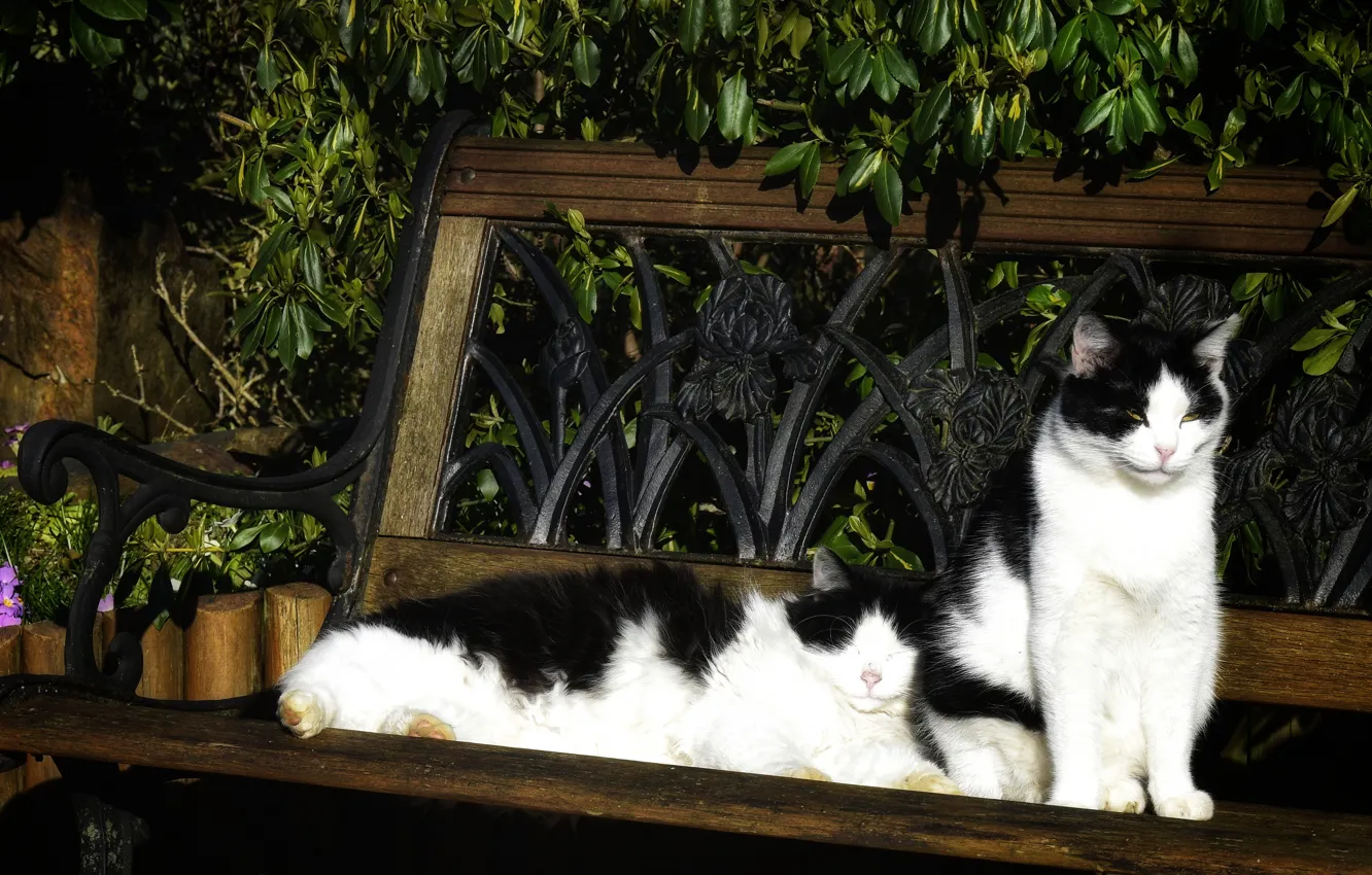 Photo wallpaper leaves, cats, flowers, bench, stay, cats, two, garden