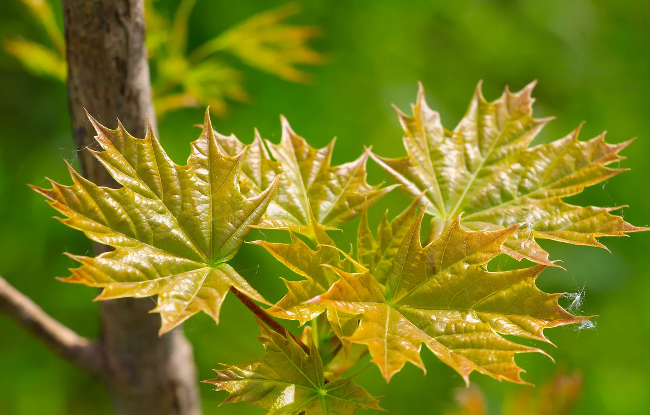 Photo wallpaper spring, leaf, twig