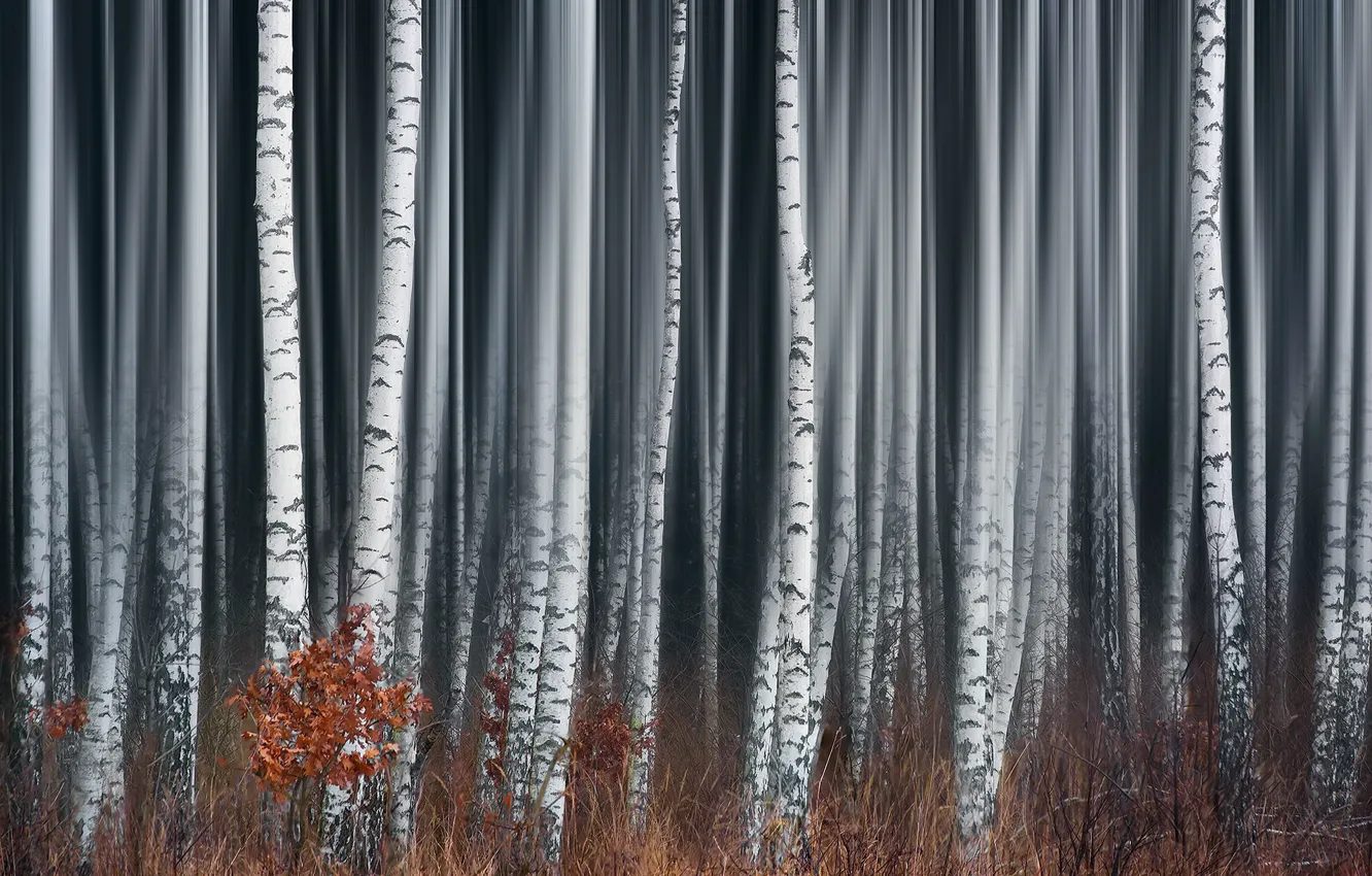 Photo wallpaper forest, fog, birch