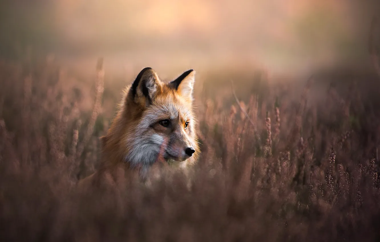Photo wallpaper field, light, flowers, Fox, Fox
