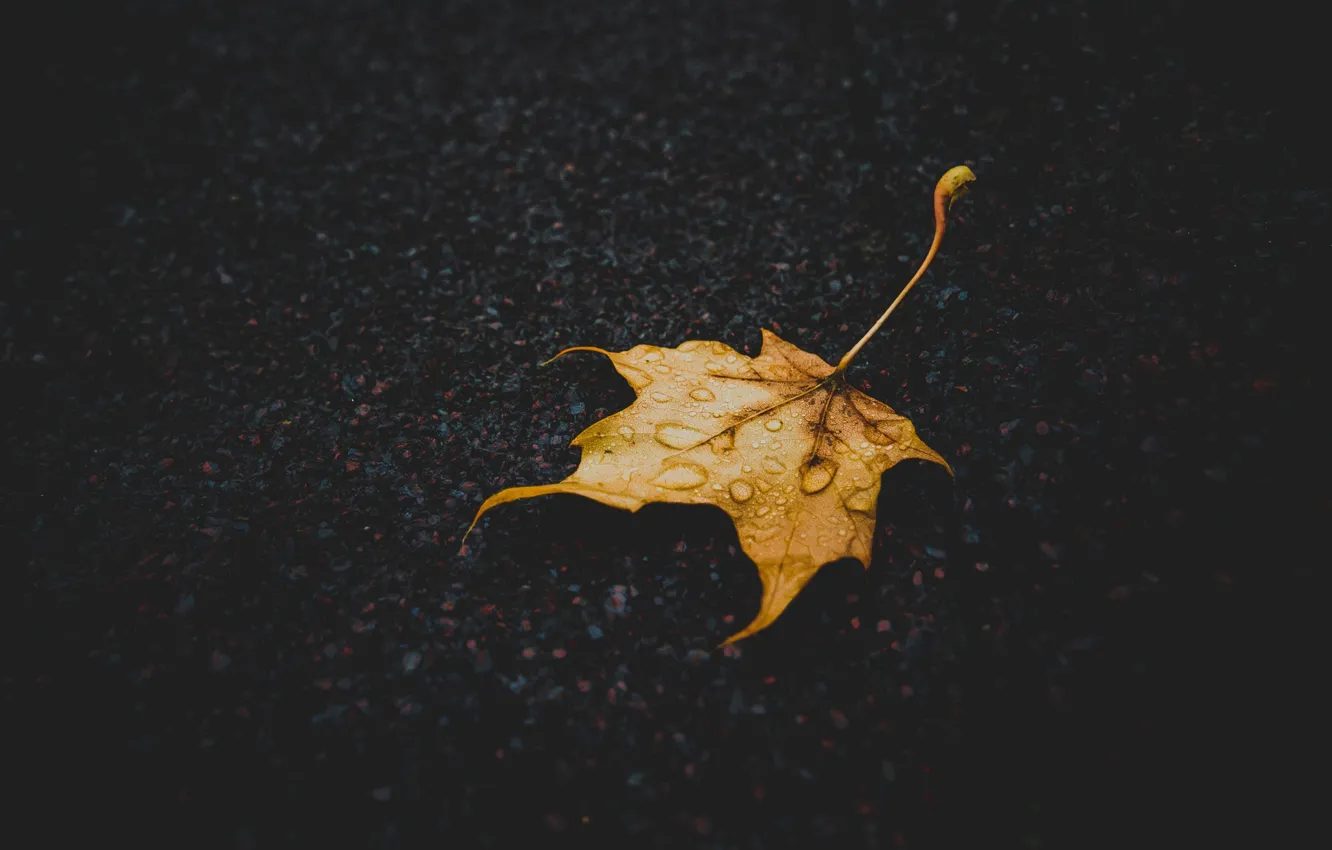 Photo wallpaper autumn, earth, leaf, macro
