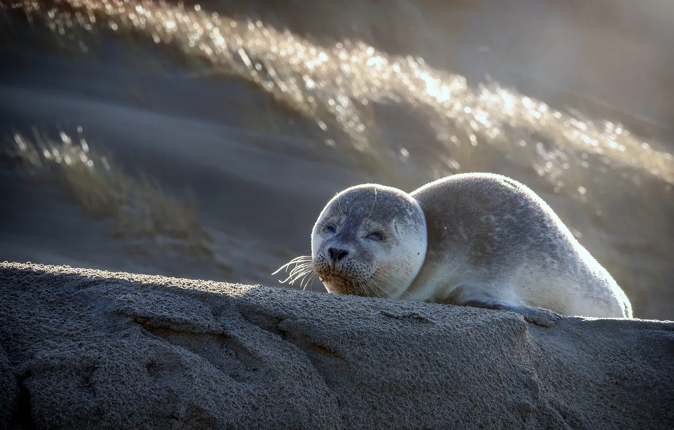 Photo wallpaper water, shore, seal, Navy seal