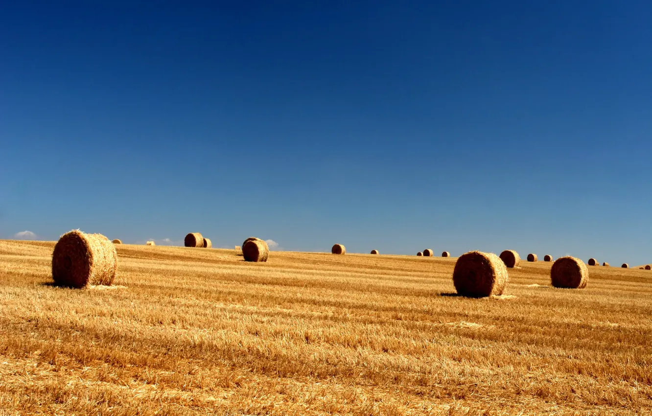 Photo wallpaper field, longhorn, the sky, bales