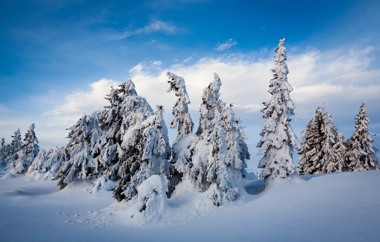 Photo wallpaper winter, snow, trees, ate, Norway, the snow, Norway, Lillehammer