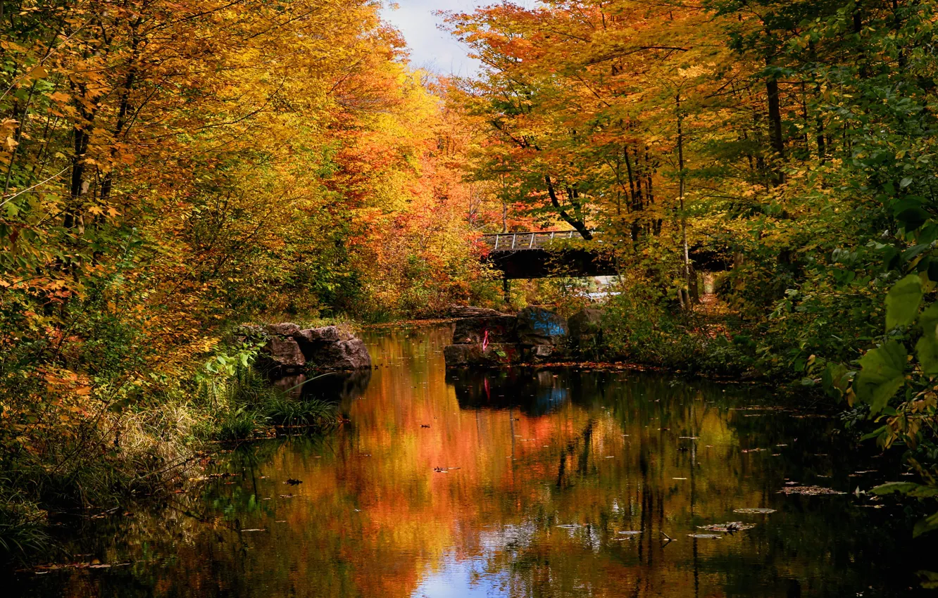 Photo wallpaper autumn, forest, bridge, pond, Park