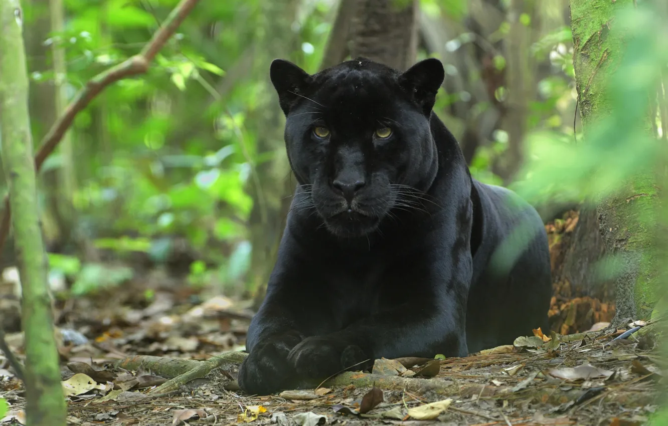Photo wallpaper forest, cat, face, Wallpaper, black, predator, Panther, jungle