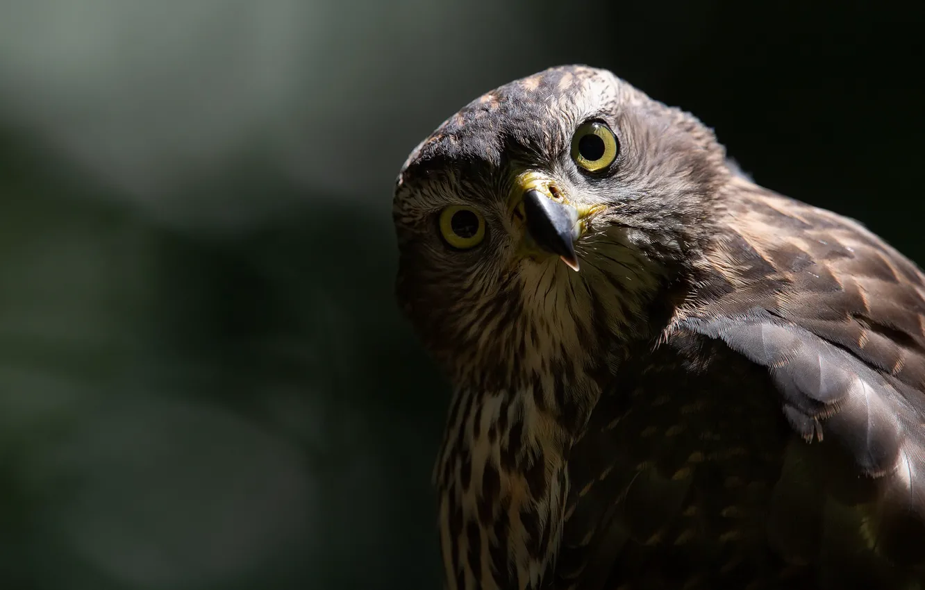 Photo wallpaper look, bird, eagle