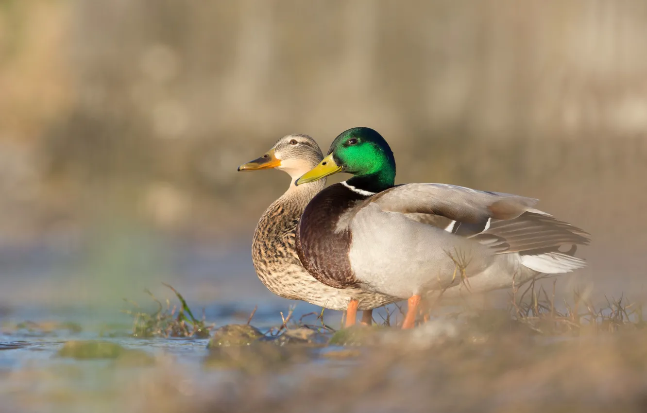 Photo wallpaper nature, background, bird, shore, two, duck, pair, profile